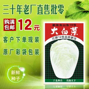 新改良山东19号大白菜